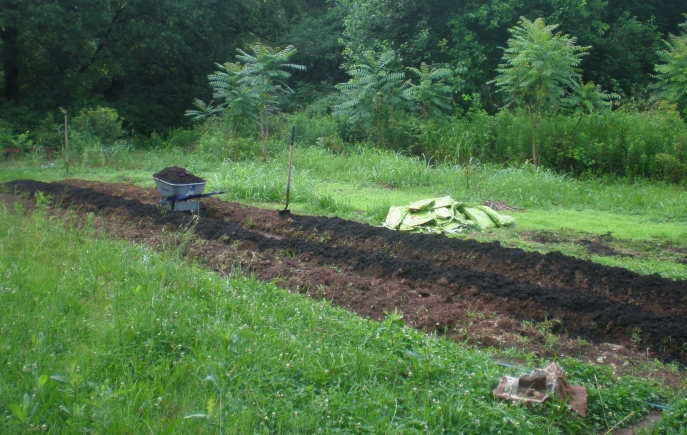 The clearing has been growing back, and three rows have been double-dug. We are adding a finer texture soil as the seed bed, which will be worked in and weeded with a stirrup hoe once seedlings emerge before thinning.